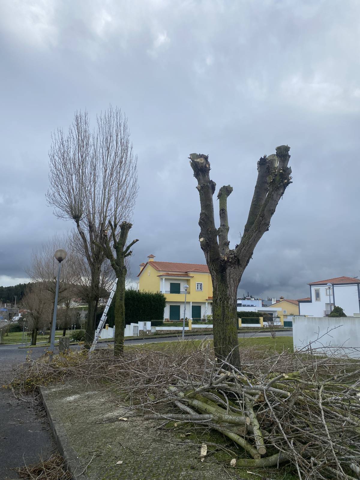 GEONACIONAL UNIPESSOAL LDA. - Torres Novas - Shrub Removal
