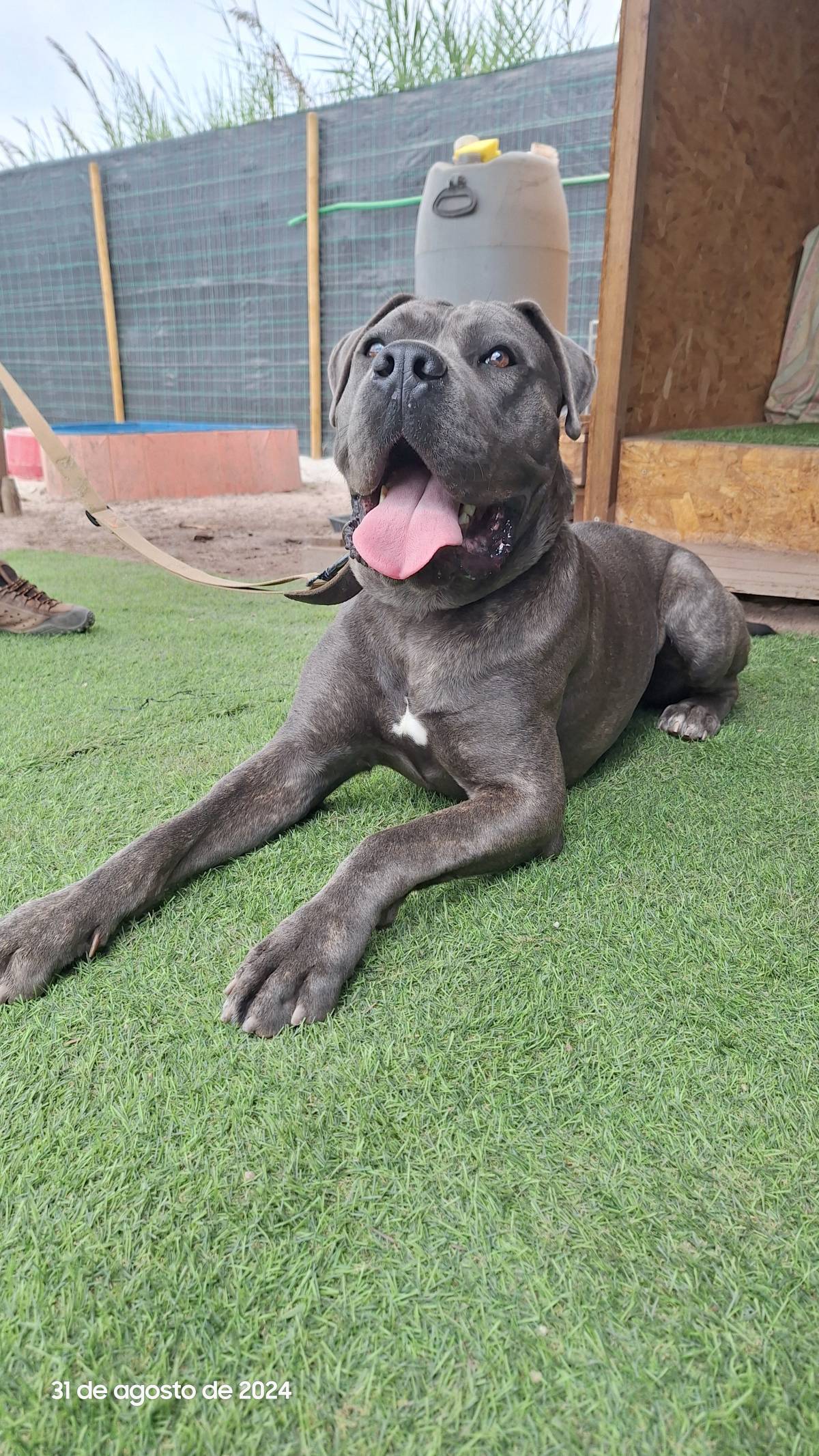 Joaosilva.dogtrainer - Caldas da Rainha - Treino de Cães