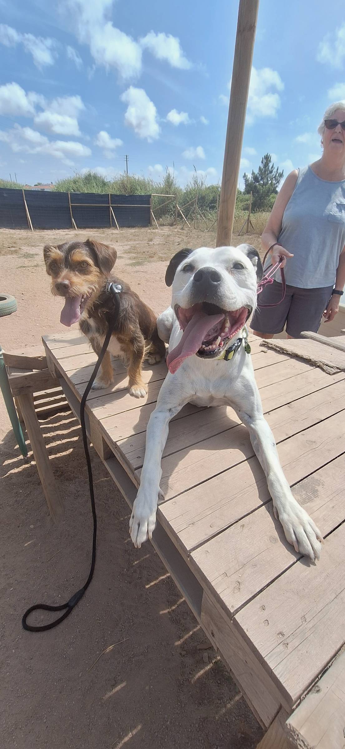 Joaosilva.dogtrainer - Caldas da Rainha - Treino de Cães - Aulas