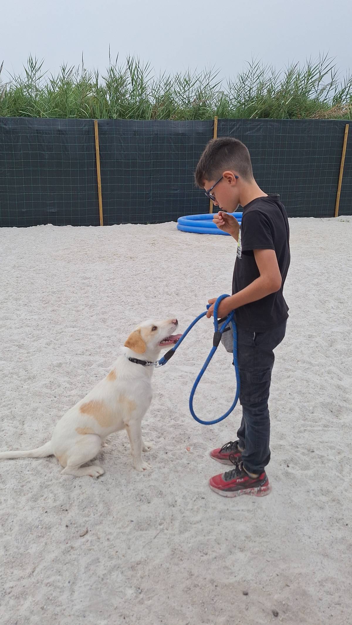 Joaosilva.dogtrainer - Caldas da Rainha - Pet Hotel