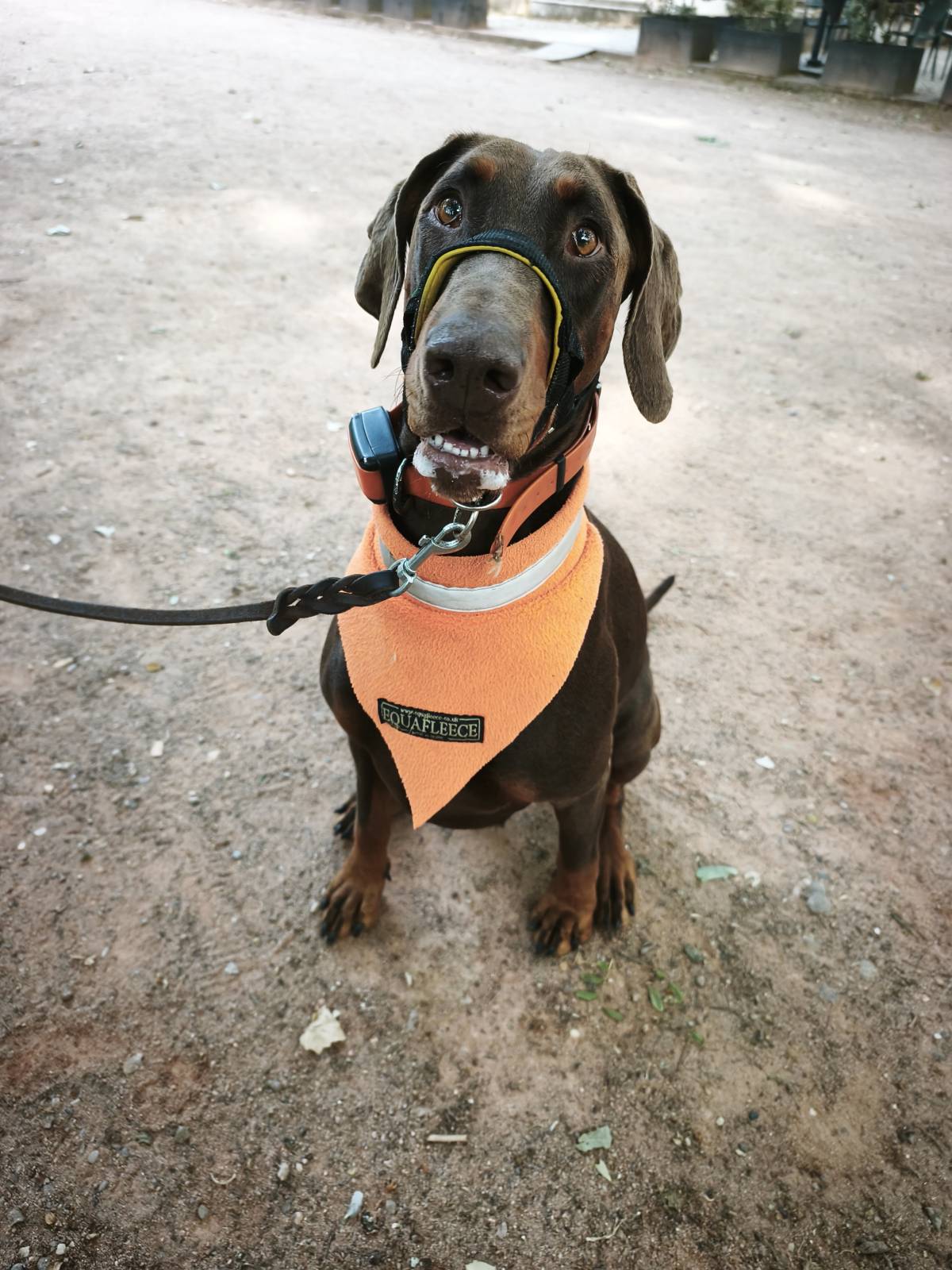 Joaosilva.dogtrainer - Caldas da Rainha - Dog Sitting