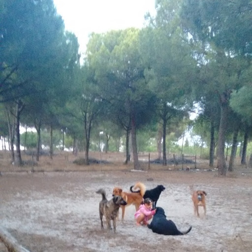 Maria Inês Milheiro - Sintra - Dog Sitting