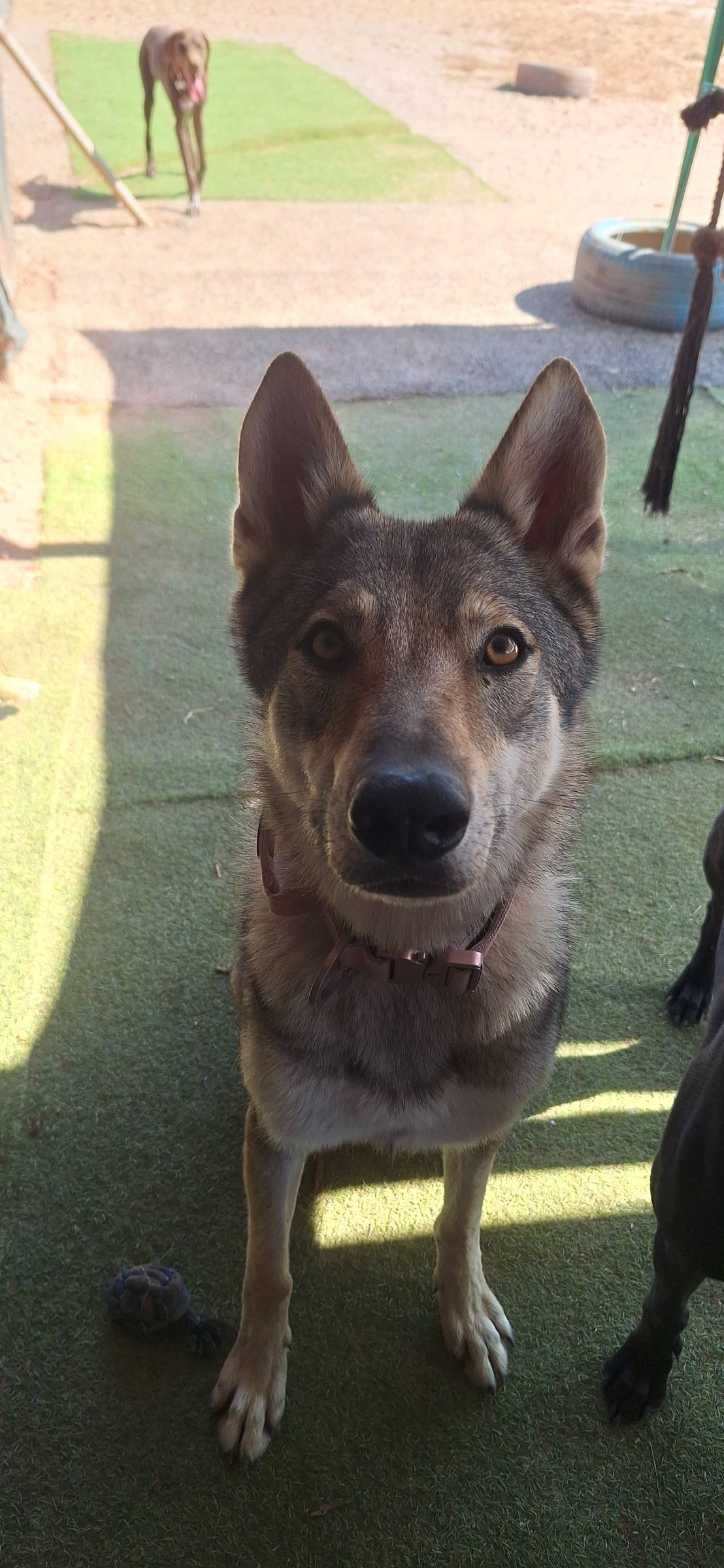 Joaosilva.dogtrainer - Caldas da Rainha - Pet Sitting