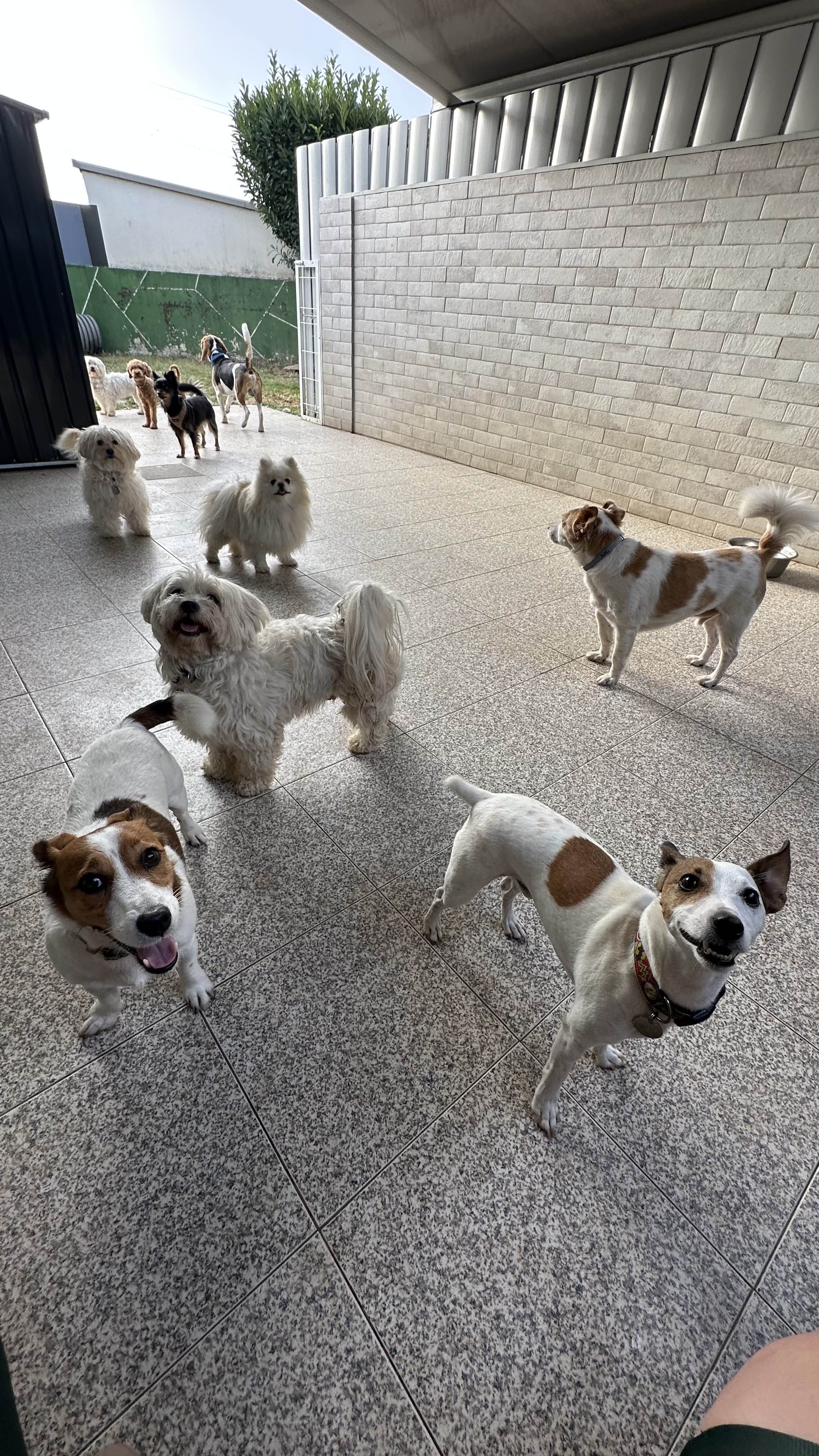 Petsitter Famalicão - Vila Nova de Famalicão - Haustierbetreuung und Tierpension