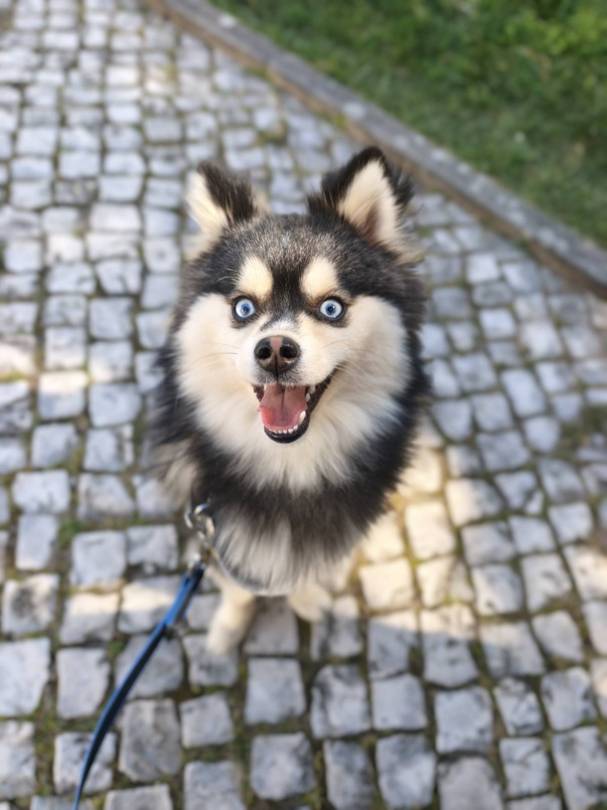 Joaosilva.dogtrainer - Caldas da Rainha - Dog Walking