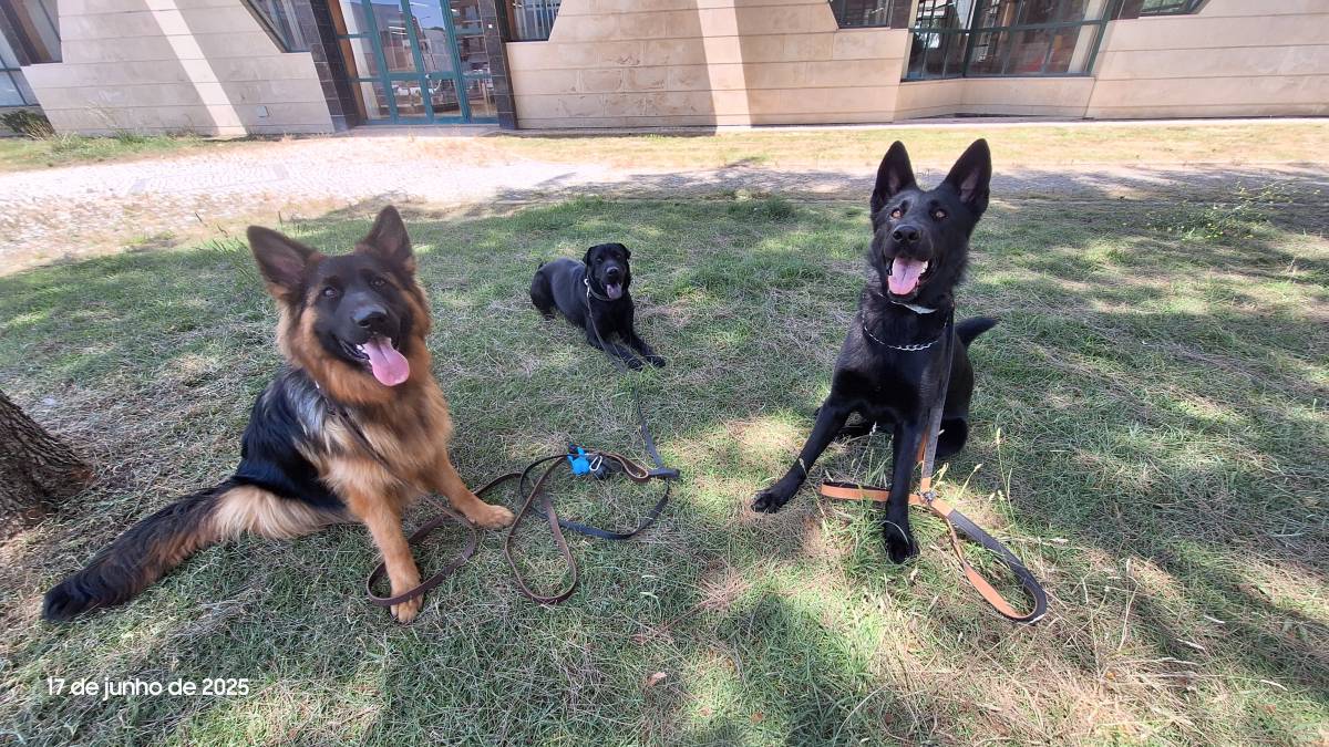 Joaosilva.dogtrainer - Caldas da Rainha - Modificação de Comportamento Animal