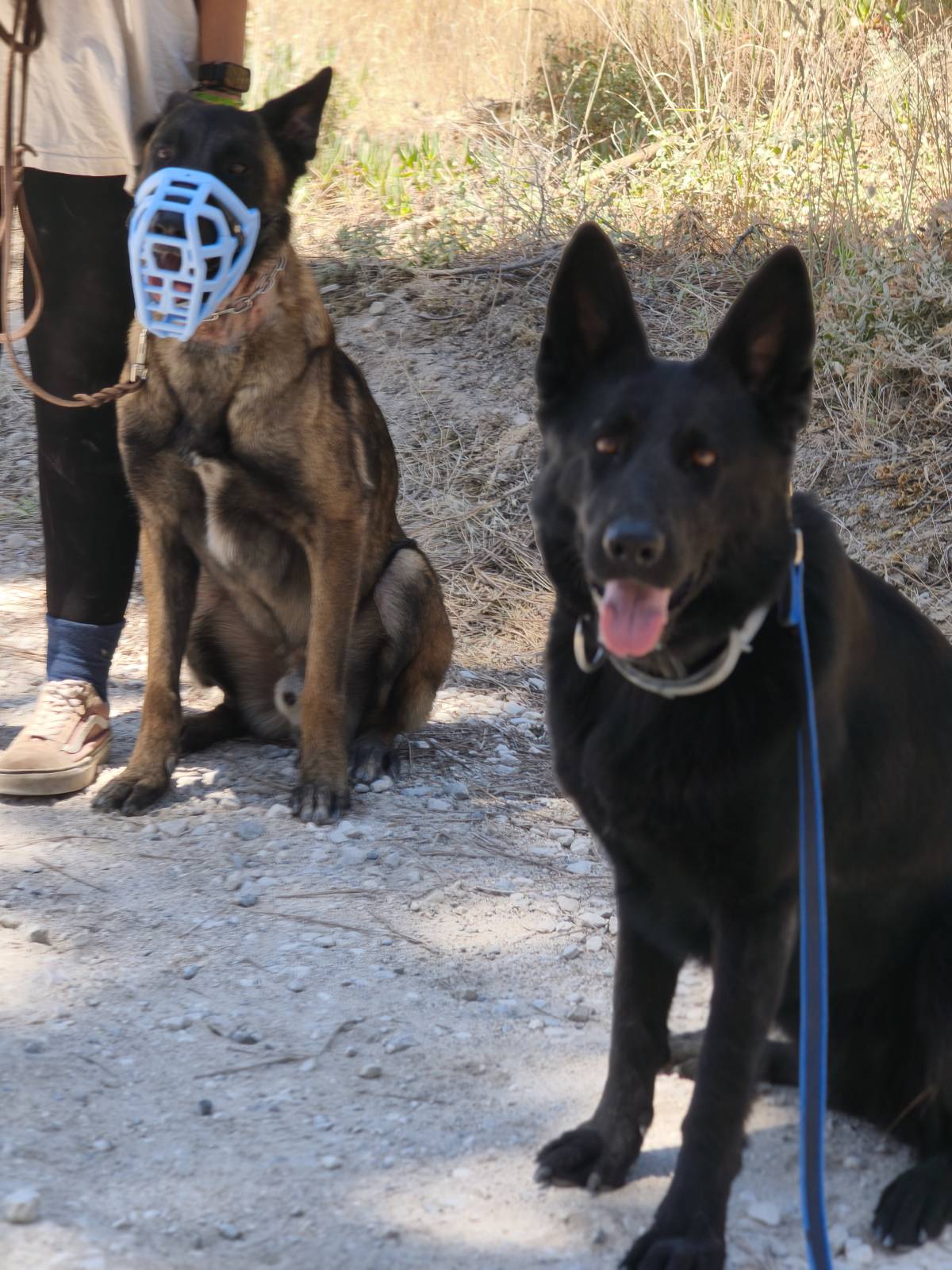 Joaosilva.dogtrainer - Caldas da Rainha - Modificação de Comportamento Animal
