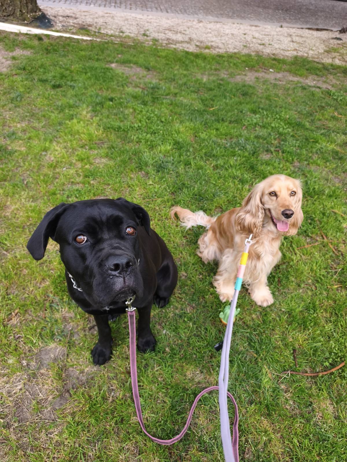 Joaosilva.dogtrainer - Caldas da Rainha - Treino de Animais