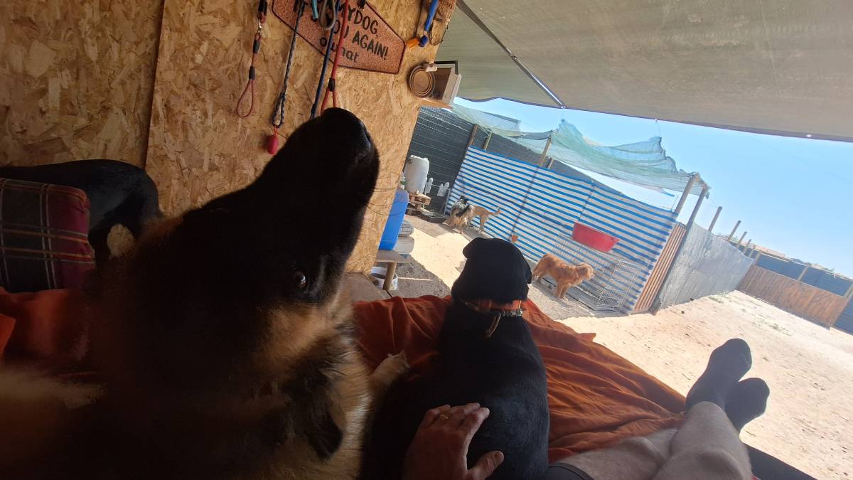 Joaosilva.dogtrainer - Caldas da Rainha - Hotel for Cats