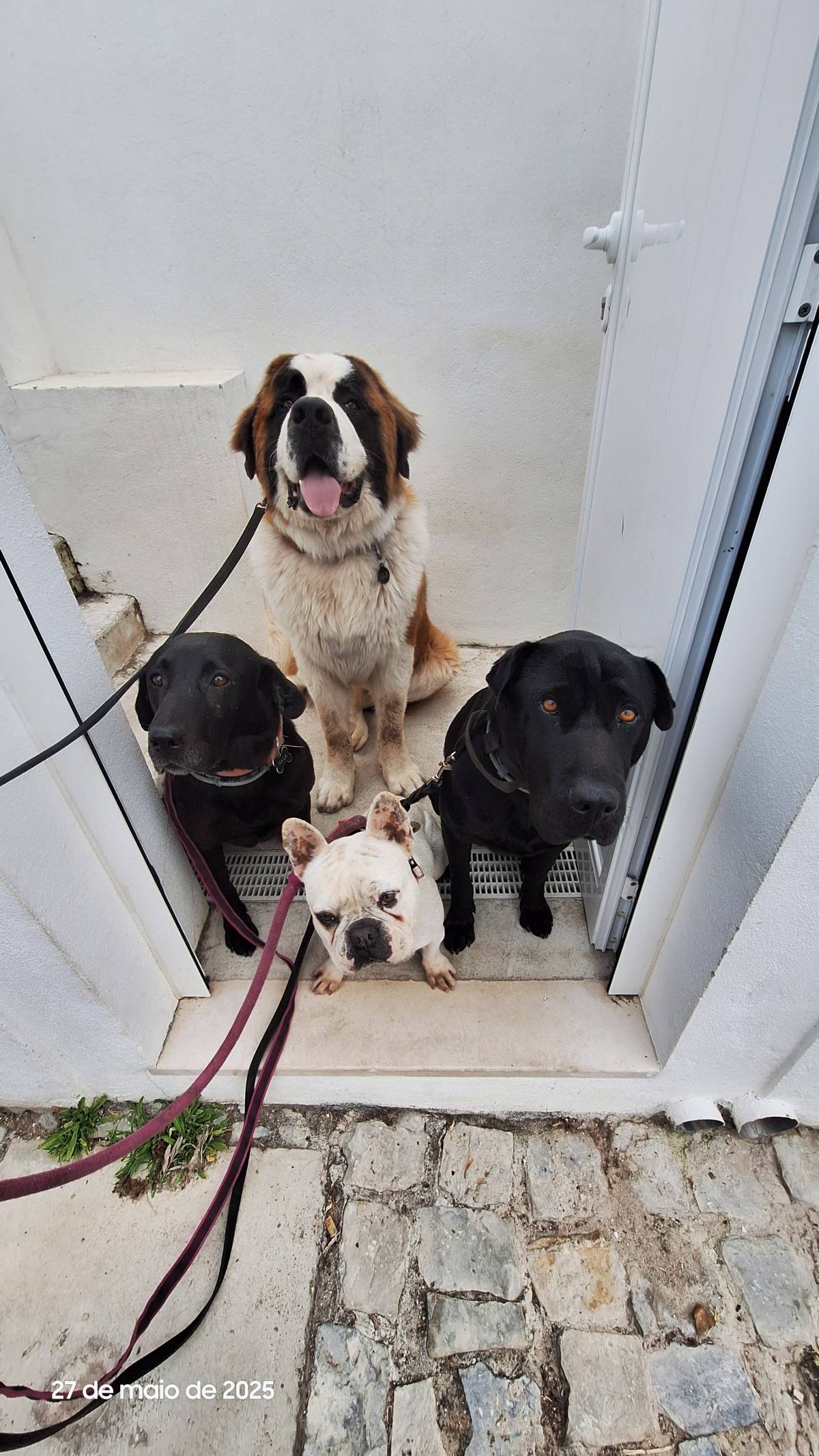 Joaosilva.dogtrainer - Caldas da Rainha - Modificação de Comportamento Animal