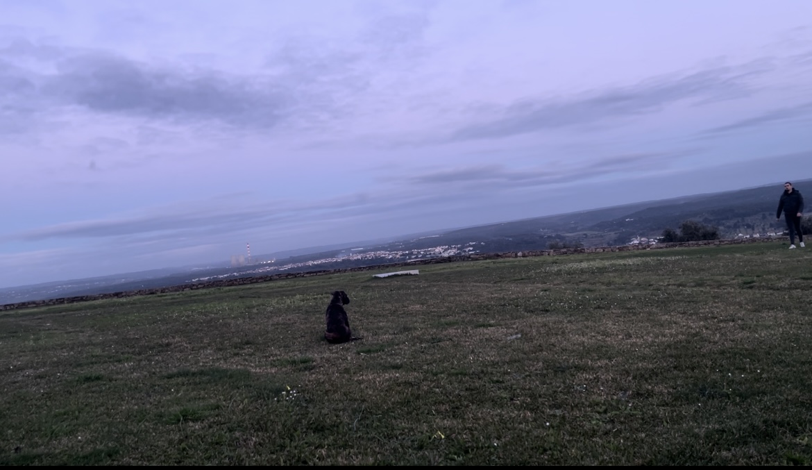 treinador de cães - Abrantes - Cuidados para Animais de Estimação