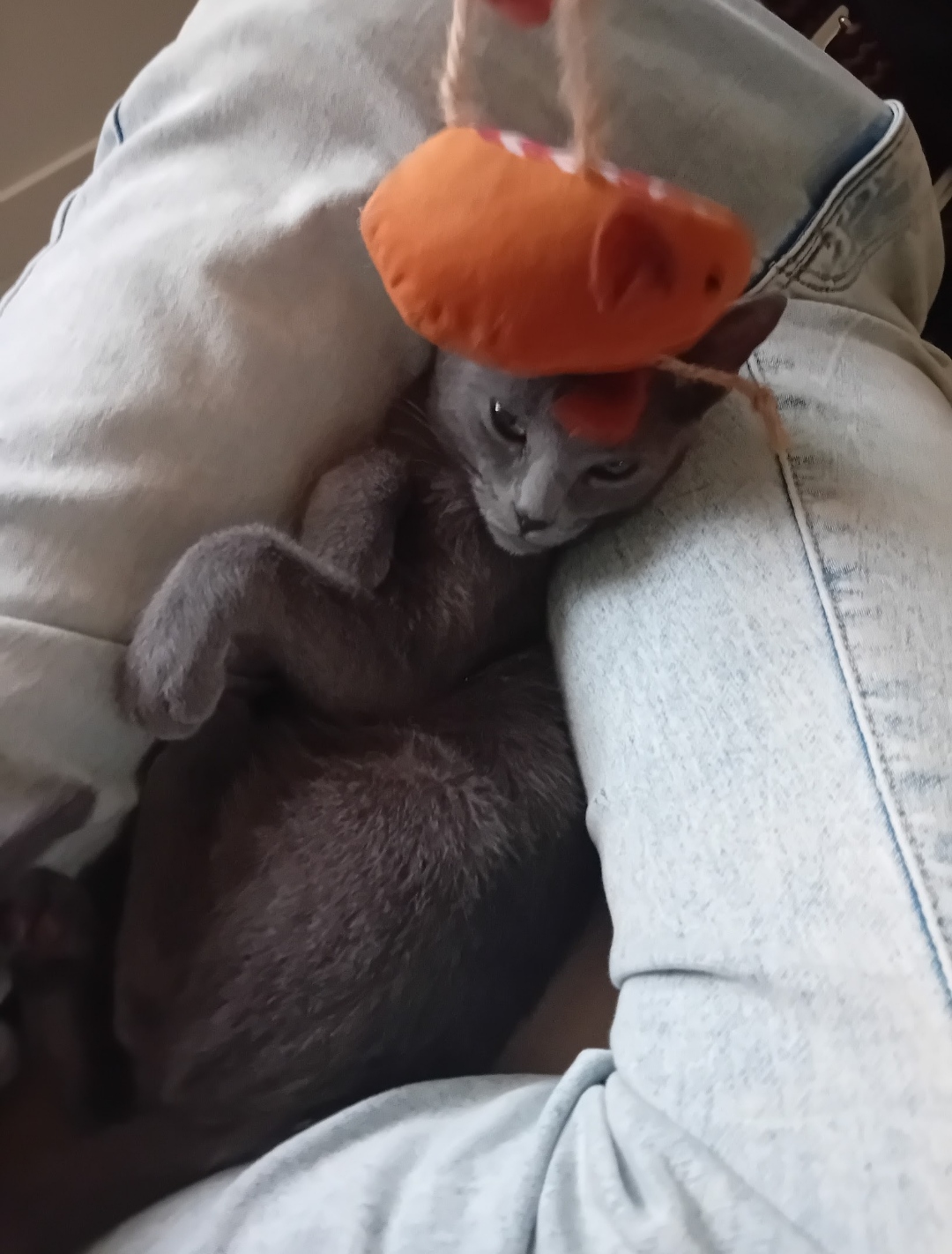 Tiago Lourenço - Vila Franca de Xira - Cuidados y paseos de mascotas