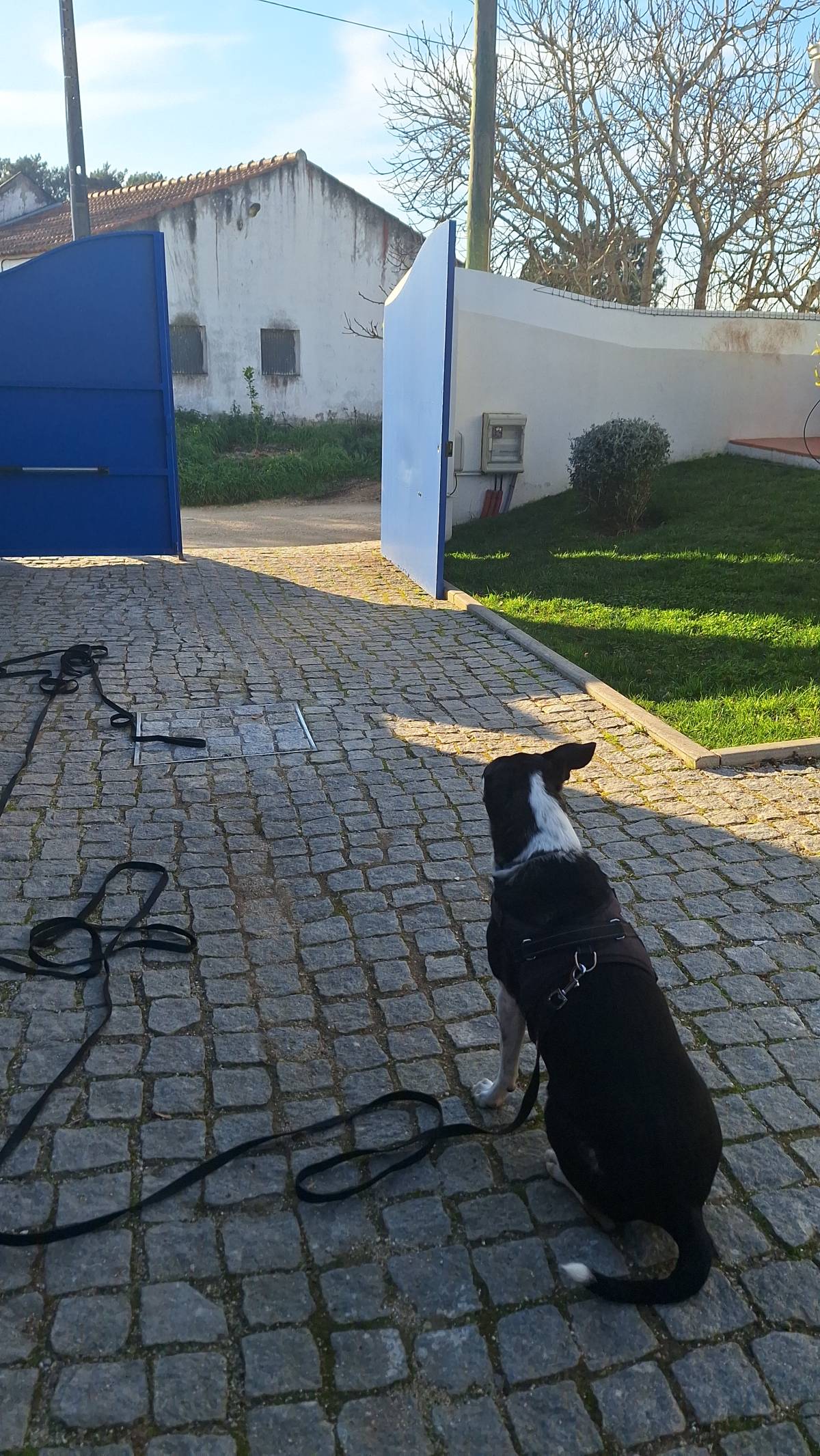 Joaosilva.dogtrainer - Caldas da Rainha - Dog Walking