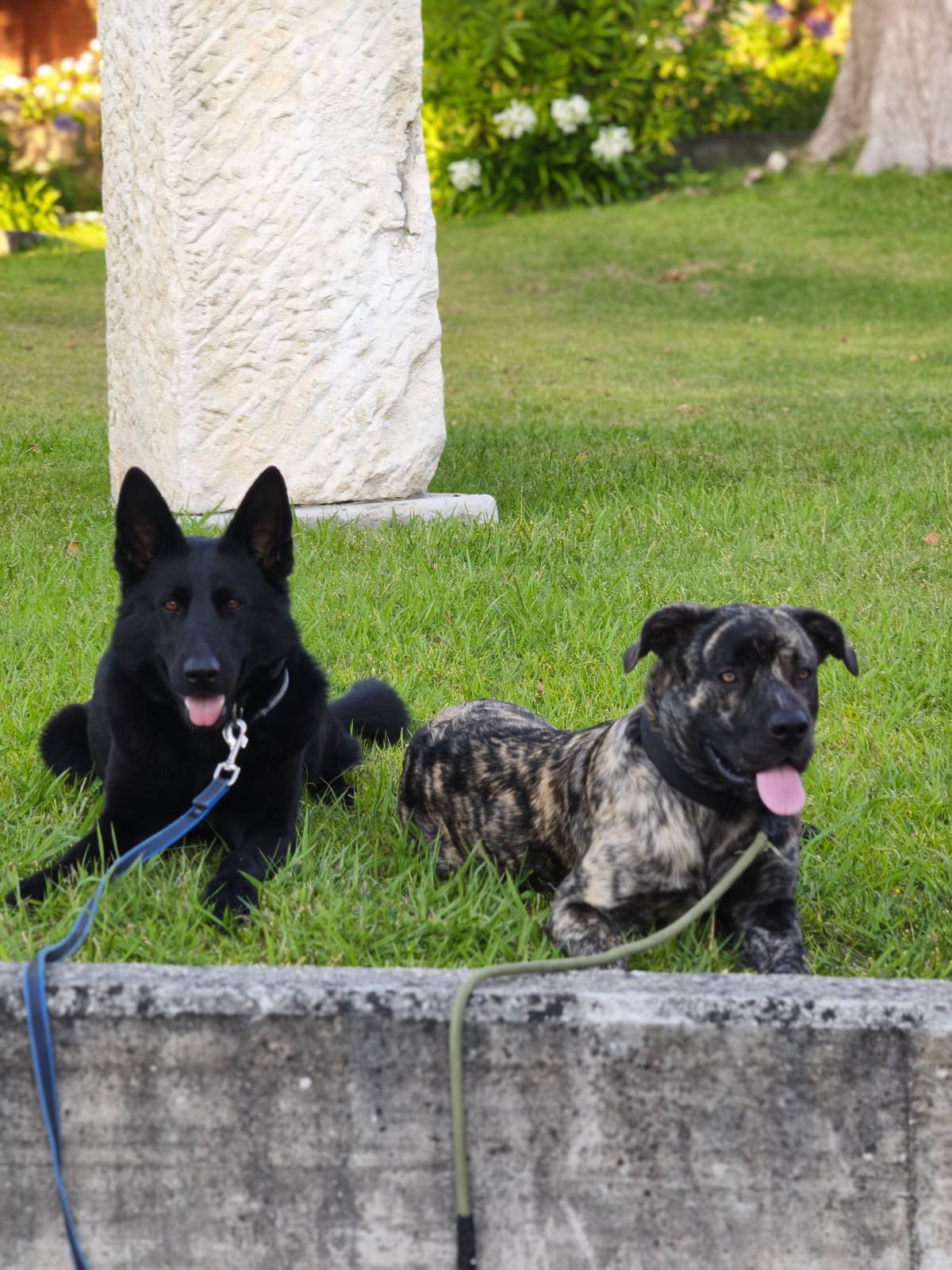 Joaosilva.dogtrainer - Caldas da Rainha - Cat Sitting
