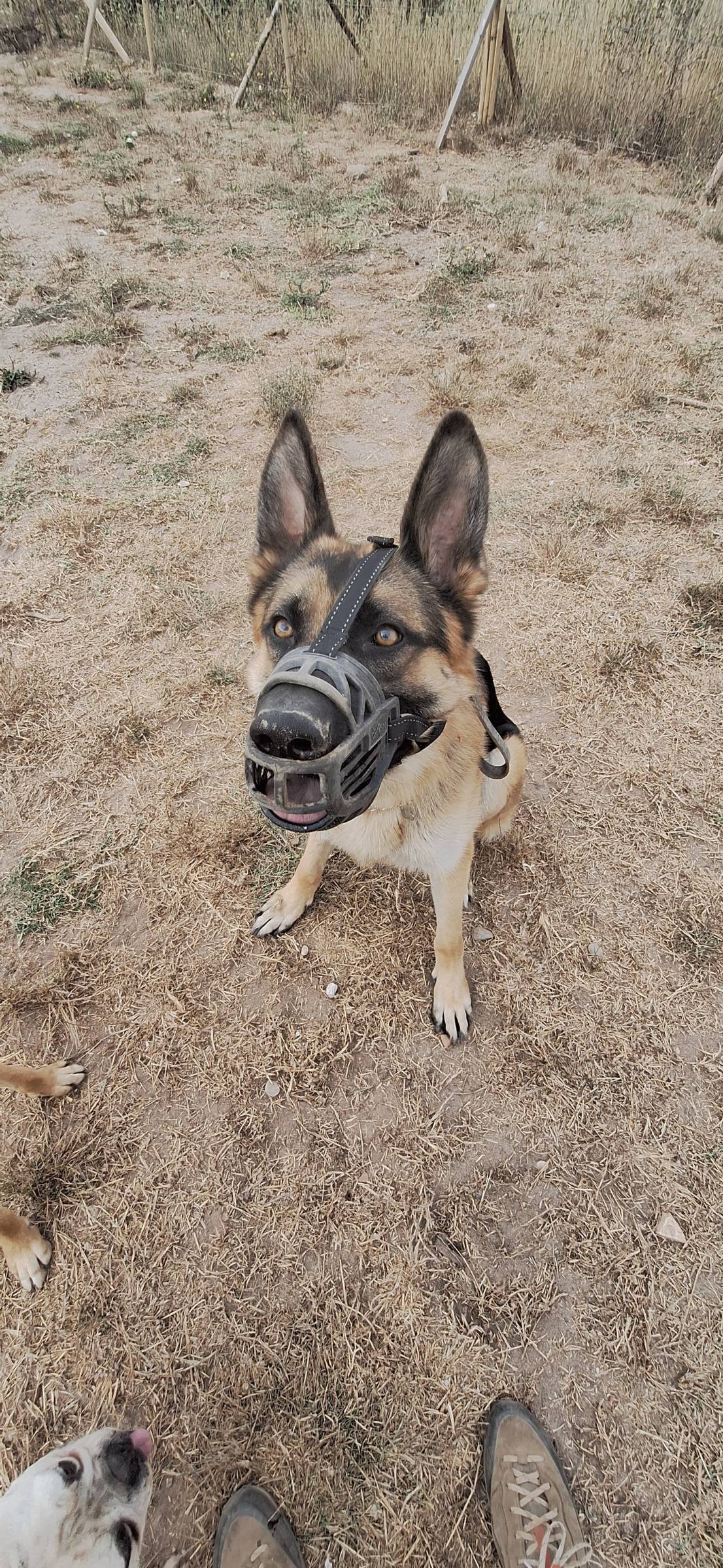 Joaosilva.dogtrainer - Caldas da Rainha - Dog Sitting