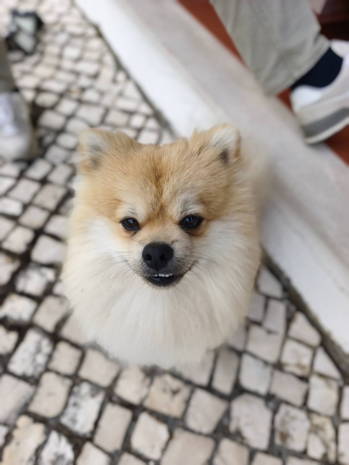 Joaosilva.dogtrainer - Caldas da Rainha - Pet Sitting