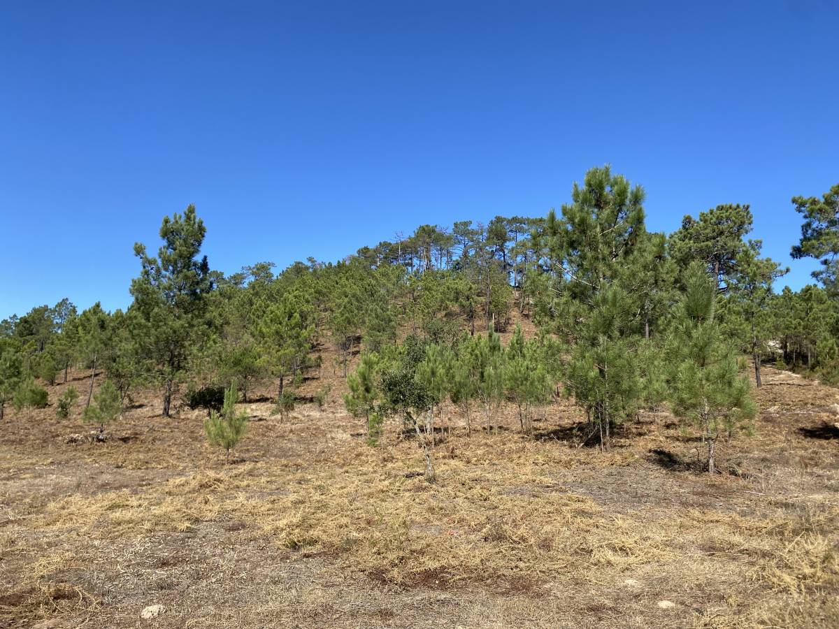 GEONACIONAL by O Chiquinho - Loures - Instalação de Sistema de Rega Gota a Gota