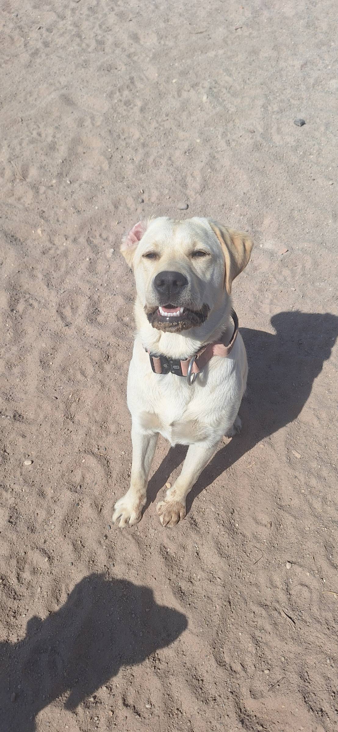 Joaosilva.dogtrainer - Caldas da Rainha - Pet Sitting