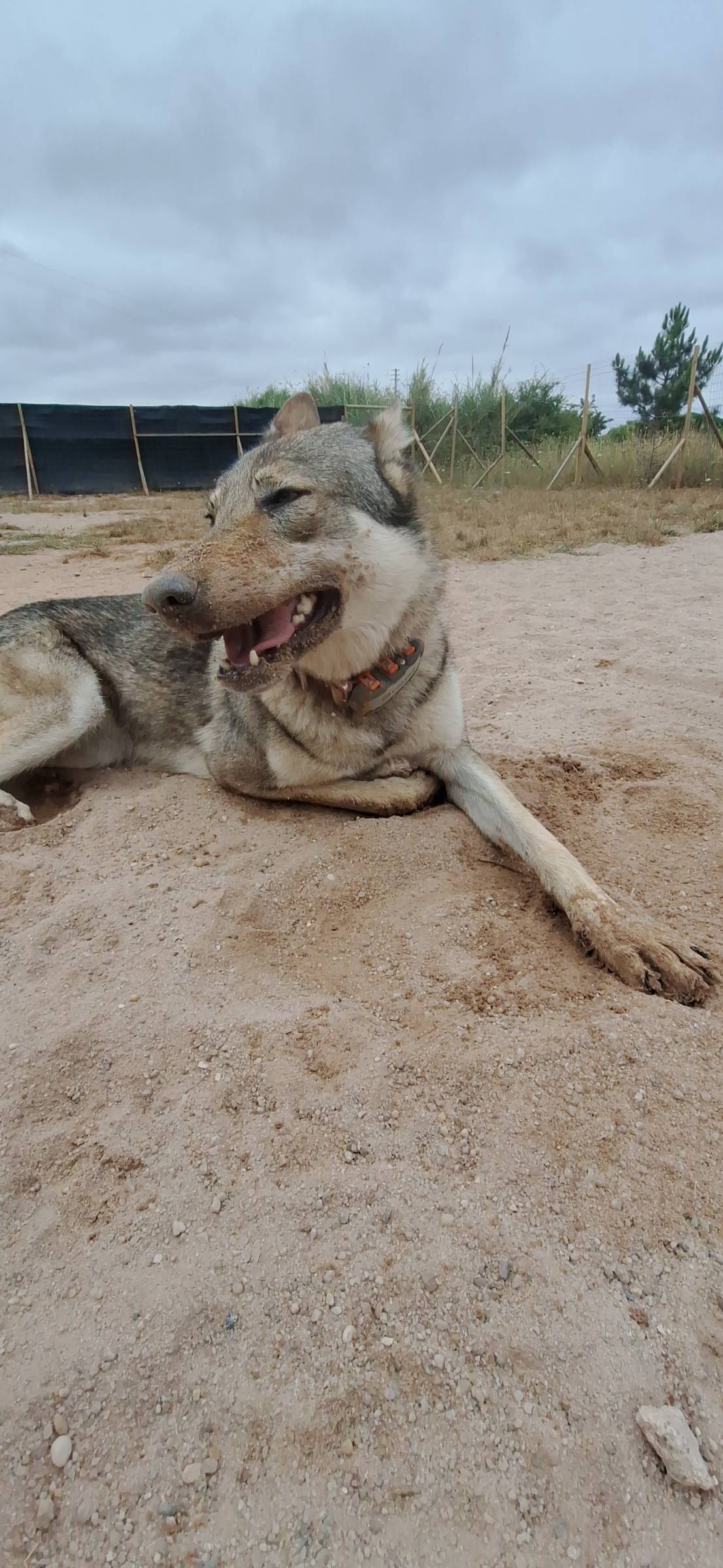 Joaosilva.dogtrainer - Caldas da Rainha - Treino de Animais