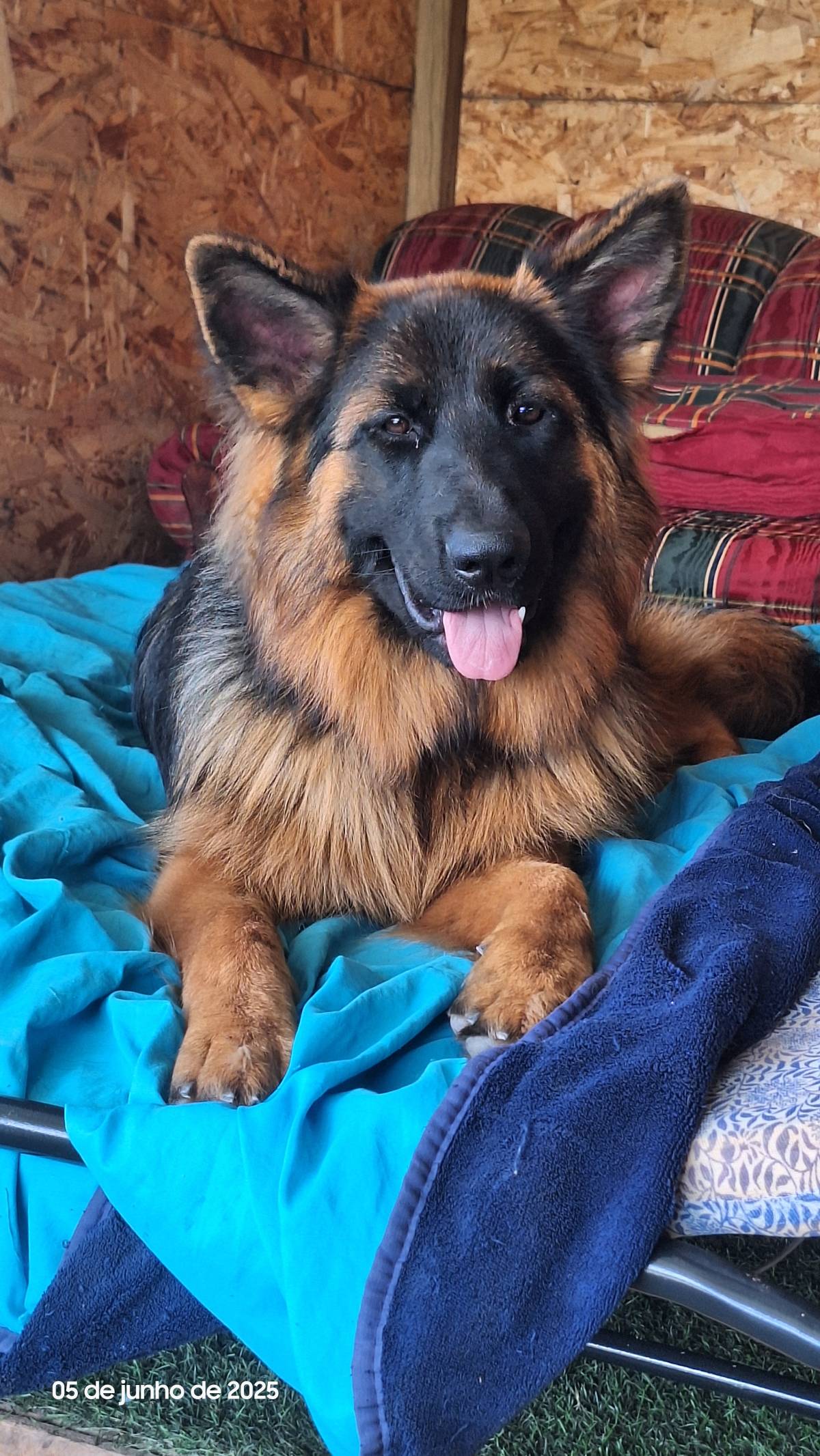Joaosilva.dogtrainer - Caldas da Rainha - Cat Sitting