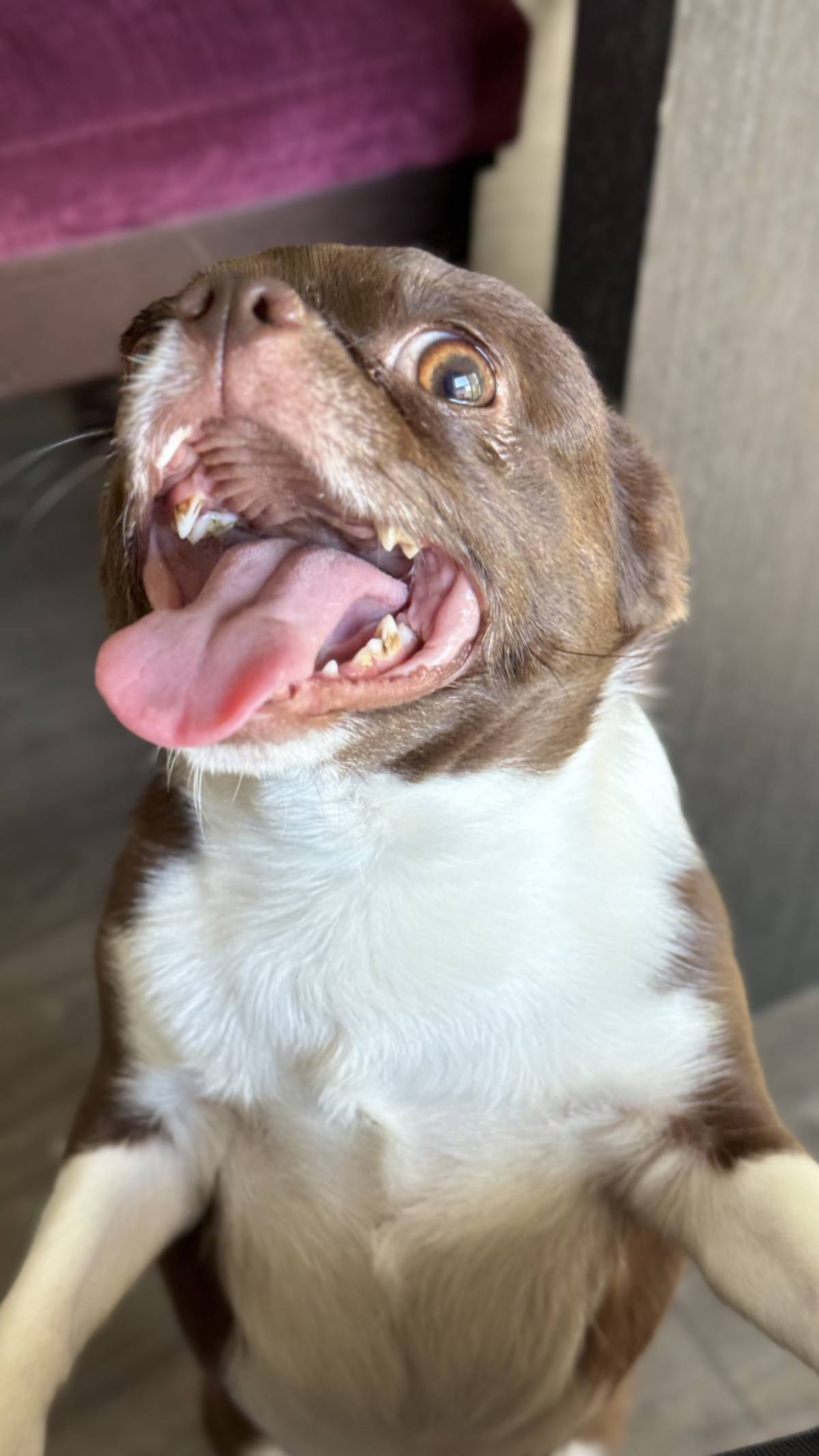 Patudos e Peludos - Braga - Dog Sitting