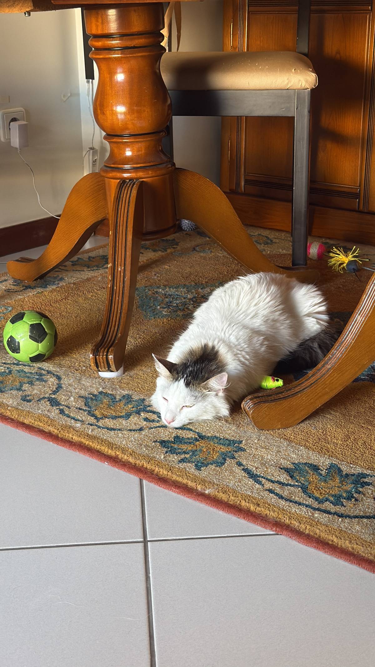 Patudos e Peludos - Braga - Pet Sitting e Pet Walking