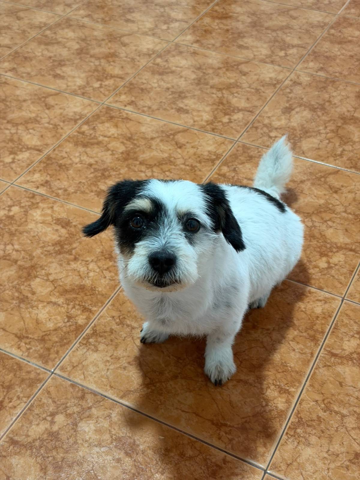 Patudos e Peludos - Braga - Dog Sitting