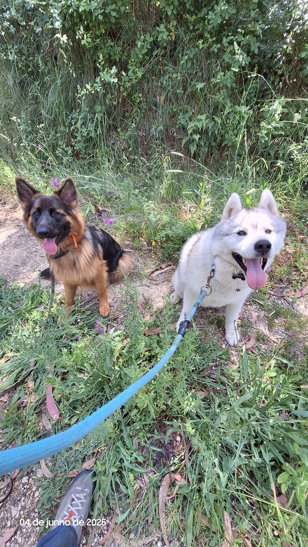 Joaosilva.dogtrainer - Caldas da Rainha - Treino de Cães - Aulas