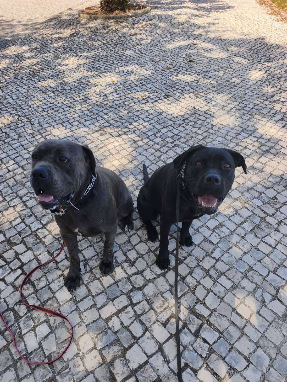 Joaosilva.dogtrainer - Caldas da Rainha - Treino de Cães
