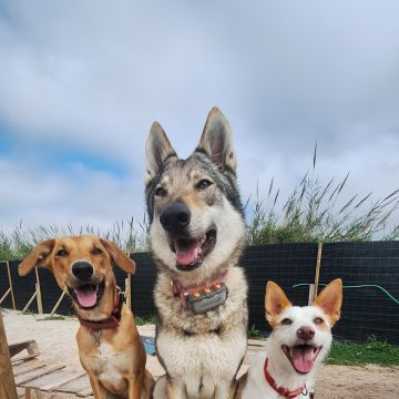 Joaosilva.dogtrainer - Caldas da Rainha - Pet Sitting e Pet Walking