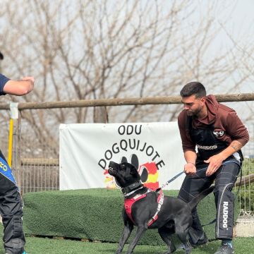 Joaosilva.dogtrainer - Caldas da Rainha - Pet Sitting e Pet Walking