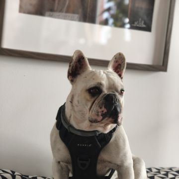 Joaosilva.dogtrainer - Caldas da Rainha - Dog Sitting