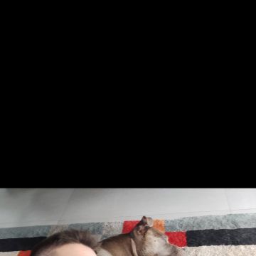 Tiago Lourenço - Vila Franca de Xira - Paseador de perros