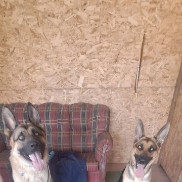 Joaosilva.dogtrainer - Caldas da Rainha - Cat Sitting