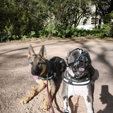 Joaosilva.dogtrainer - Caldas da Rainha - Pet Sitting e Pet Walking