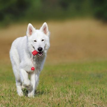 Dog Walkers.pt (Joyce Citty) - Braga - Pet Sitting e Pet Walking