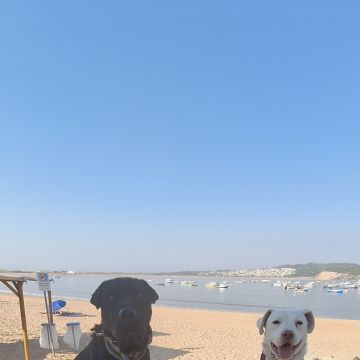 Joaosilva.dogtrainer - Caldas da Rainha - Pet Sitting