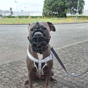 Joaosilva.dogtrainer - Caldas da Rainha - Treino de Cães