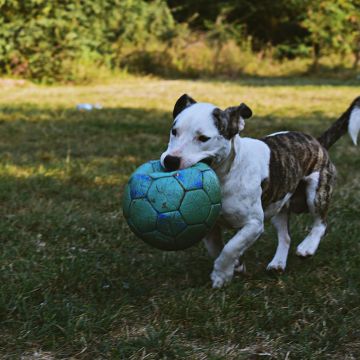 Pet Care and Grooming - Joyce Citty - Ecclesgreig