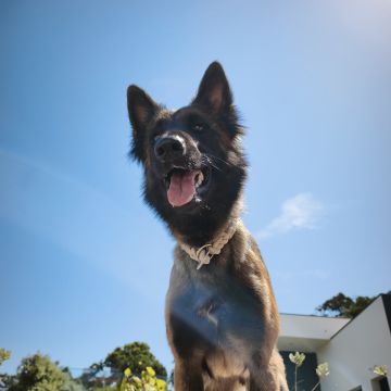 Joaosilva.dogtrainer - Caldas da Rainha - Modificação de Comportamento Animal