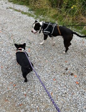 treinador de cães - Loures - Baths and Grooming for Animals