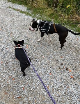 treinador de cães - Abrantes - Banhos e Tosquias para Animais