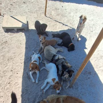 Joaosilva.dogtrainer - Caldas da Rainha - Hotel e Creche para Animais