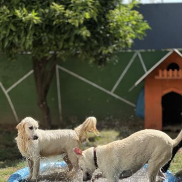 Petsitter Famalicão - Vila Nova de Famalicão - Hundeausführung