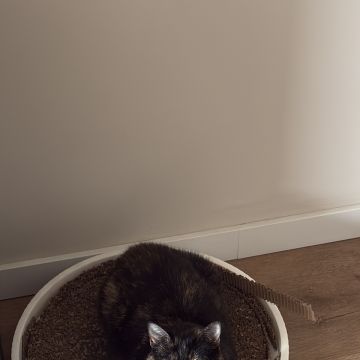 Patudos e Peludos - Braga - Pet Sitting e Pet Walking