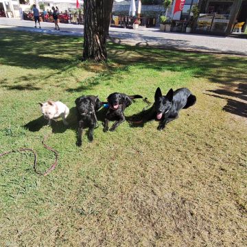Joaosilva.dogtrainer - Caldas da Rainha - Dog Sitting