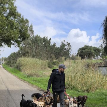 Joaosilva.dogtrainer - Caldas da Rainha - Treino de Cães - Aulas