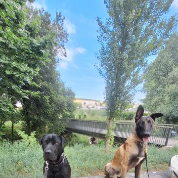 Joaosilva.dogtrainer - Caldas da Rainha - Dog Walking