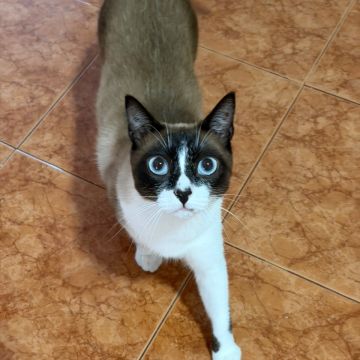 Patudos e Peludos - Braga - Pet Sitting