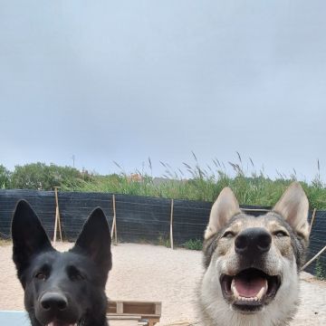 Joaosilva.dogtrainer - Caldas da Rainha - Treino de Cães - Aulas
